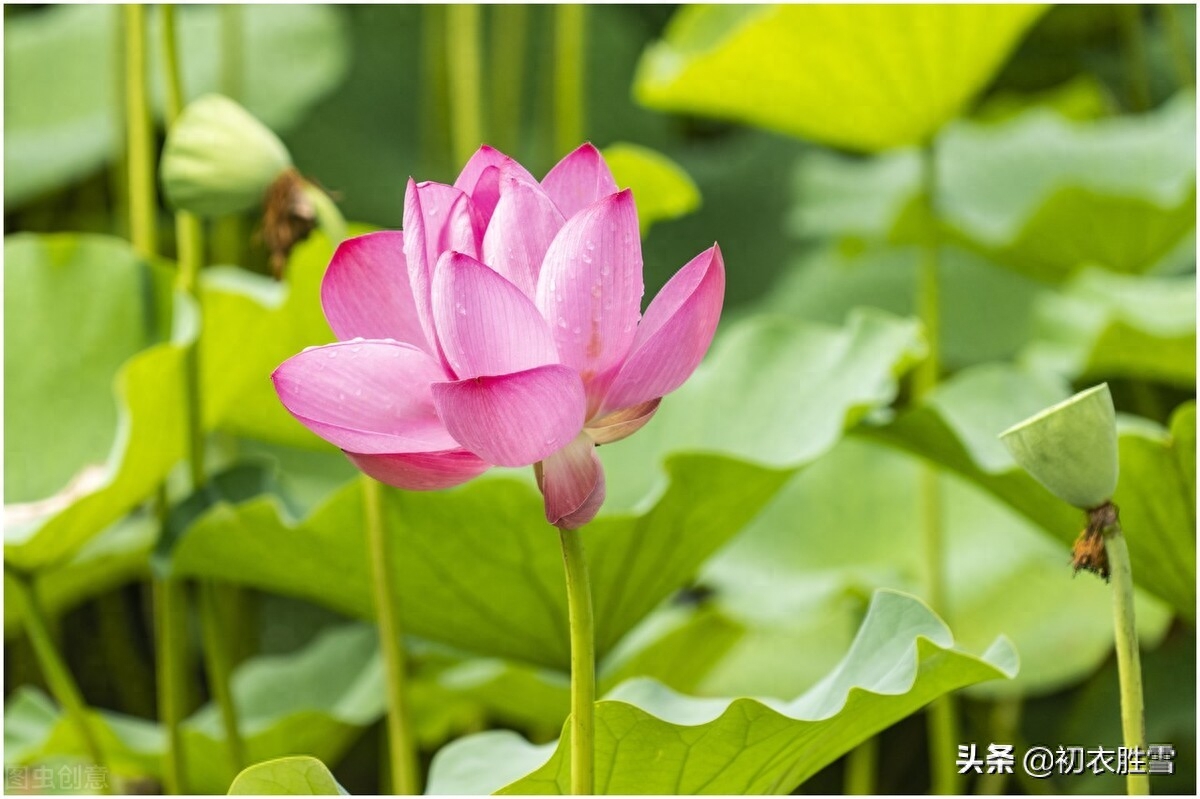 纳兰性德唯美荷花两首（一朵芙蓉著秋雨，并蒂莲花绾红妆）