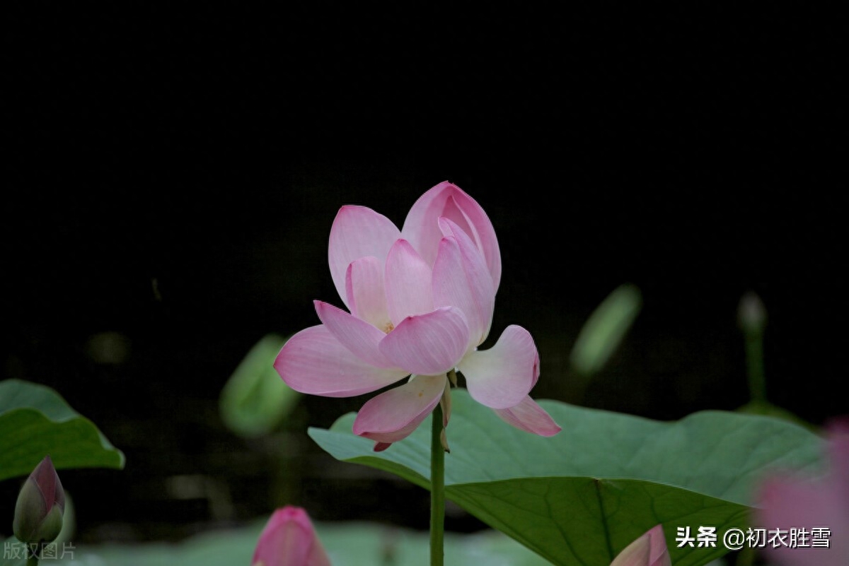 纳兰性德唯美荷花两首（一朵芙蓉著秋雨，并蒂莲花绾红妆）