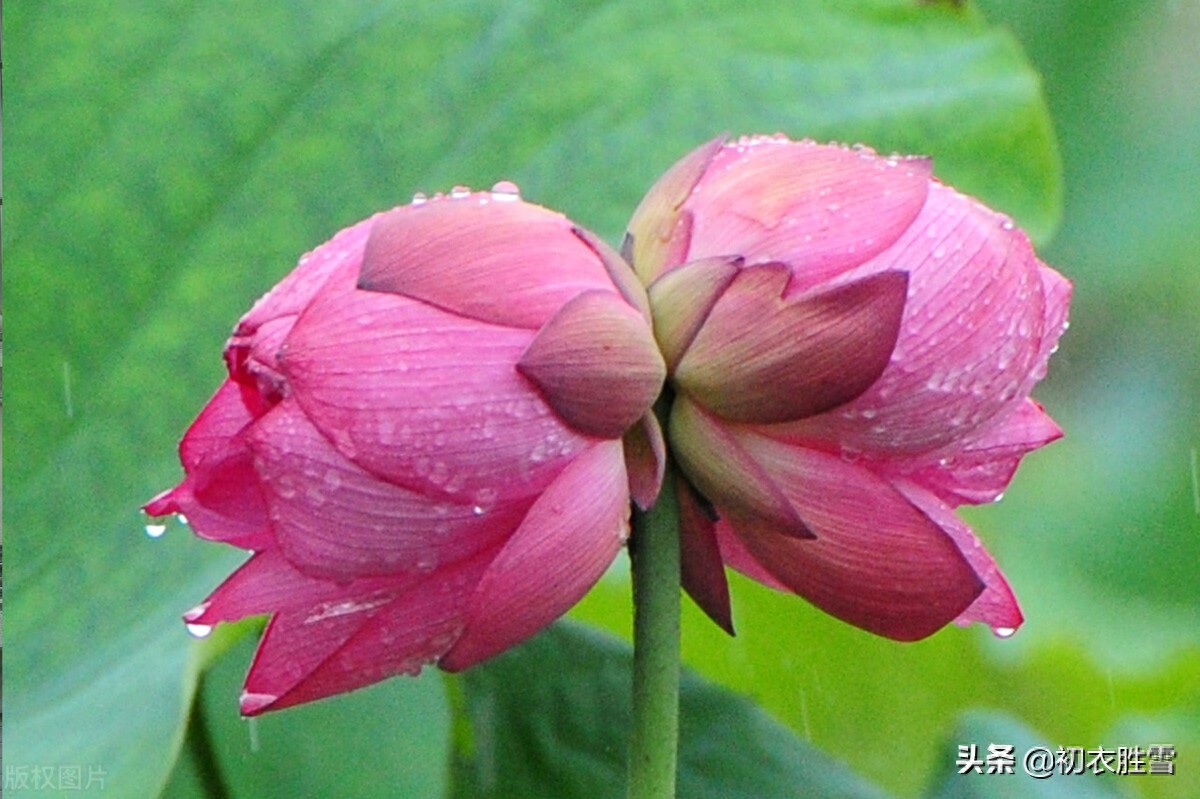 纳兰性德唯美荷花两首（一朵芙蓉著秋雨，并蒂莲花绾红妆）