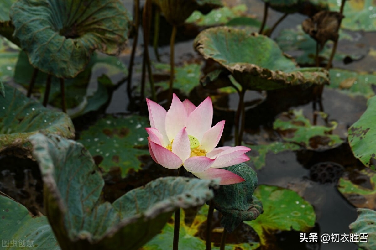 早秋藕花诗词五首（新秋折藕花，秋水藕花明）