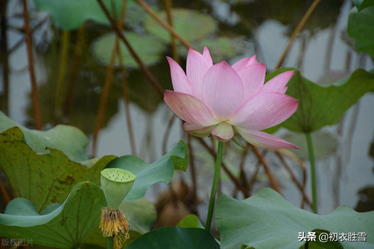 早秋藕花诗词五首（新秋折藕花，秋水藕花明）