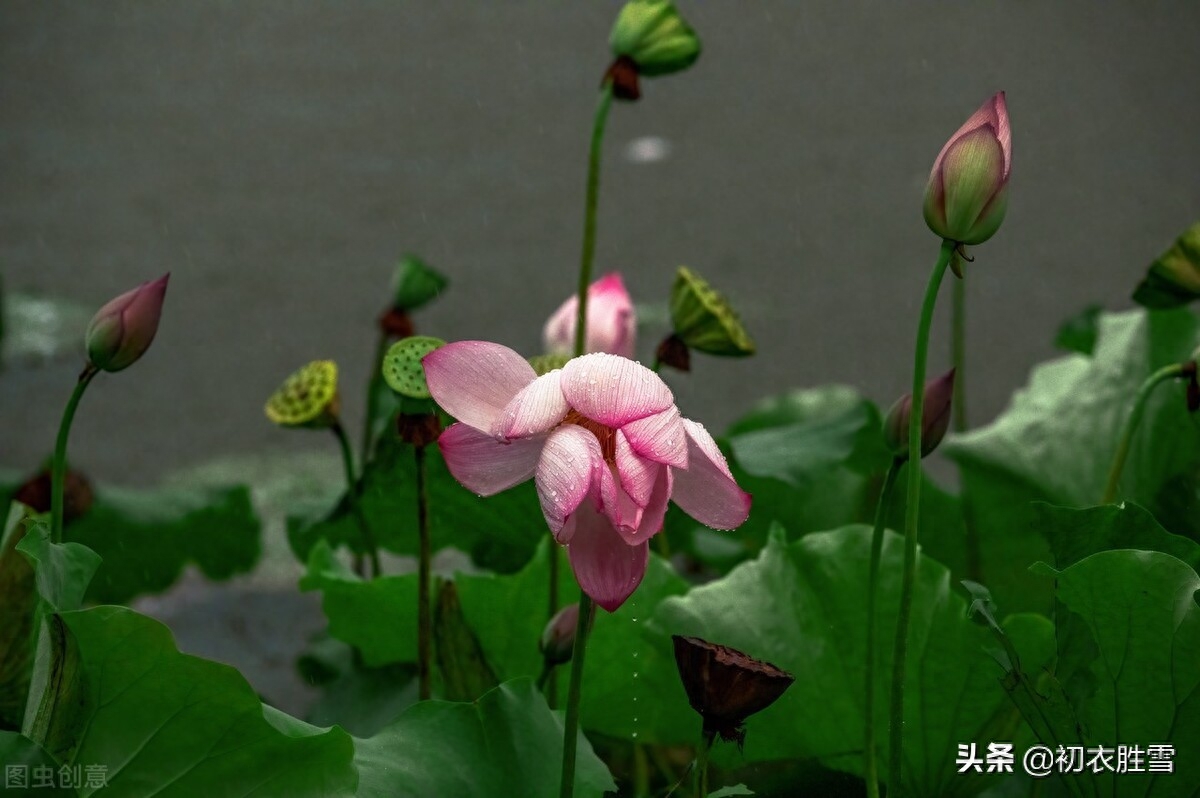 七夕唯美诗词大全（风雨七夕唯美诗词）