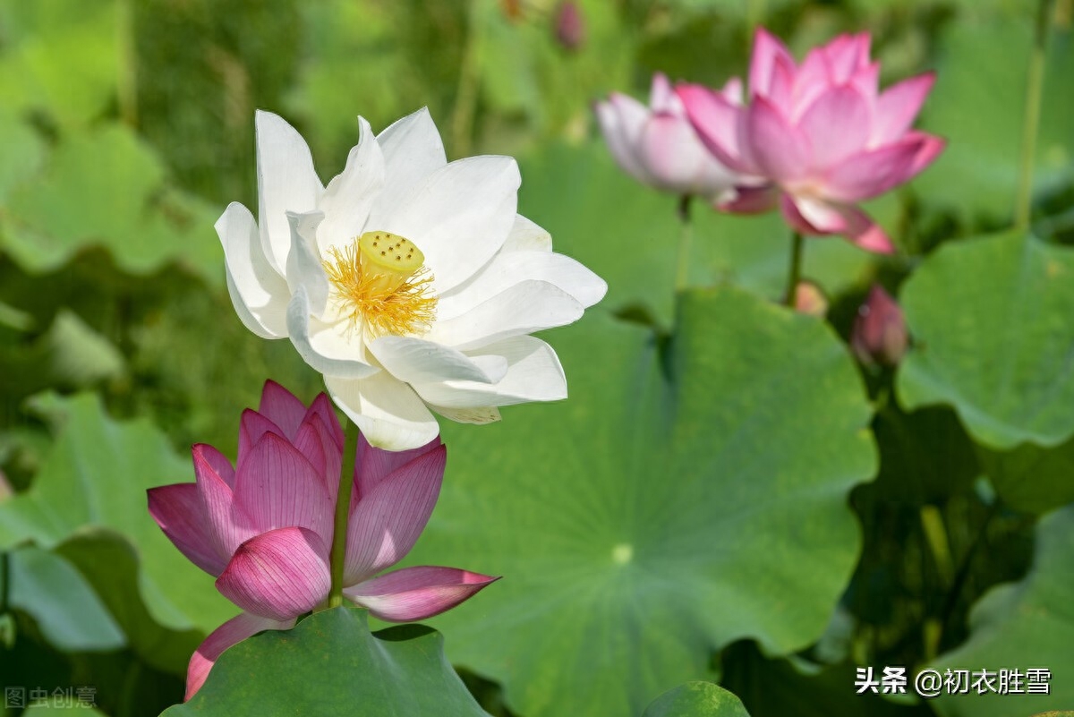 荷花唯美诗词大全（早秋绚烂荷花诗词六首）