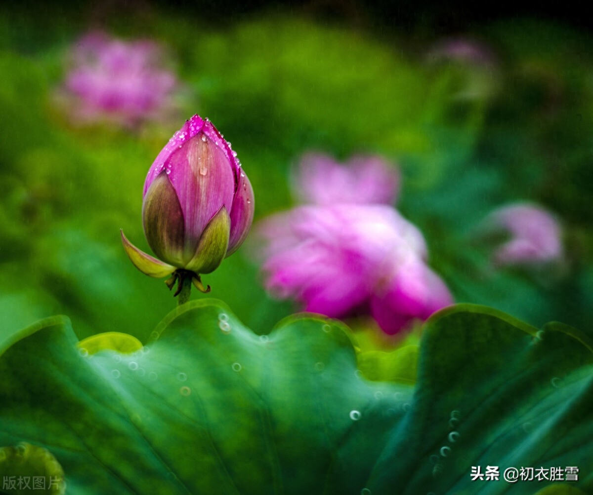 荷花唯美诗词大全（早秋秋雨荷花美词五首）