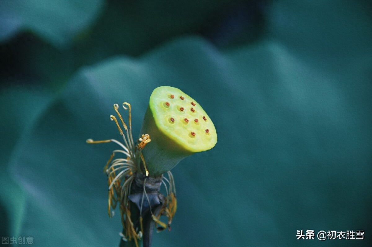 荷花唯美诗词大全（早秋秋雨荷花美词五首）