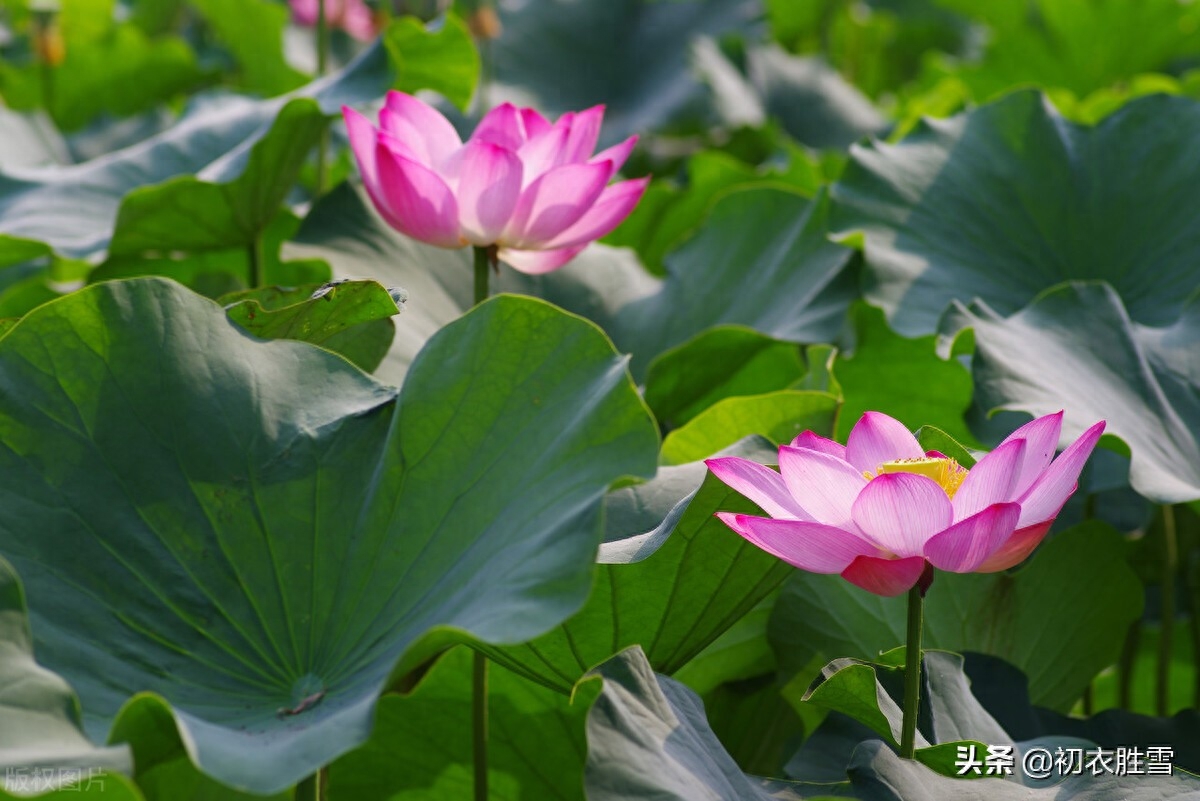 立秋节气荷花五首（相看菡萏千花色，不受梧桐一叶秋）