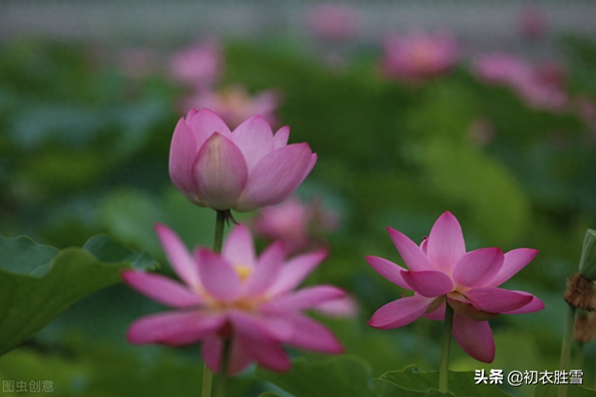 立秋唯美诗词有哪些（立秋时节诗词六首）