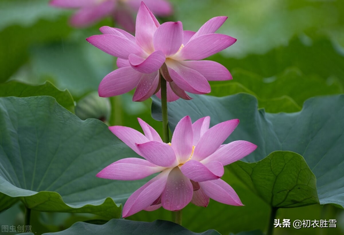 关于荷花唯美诗词赏析（王维荷花诗五首）