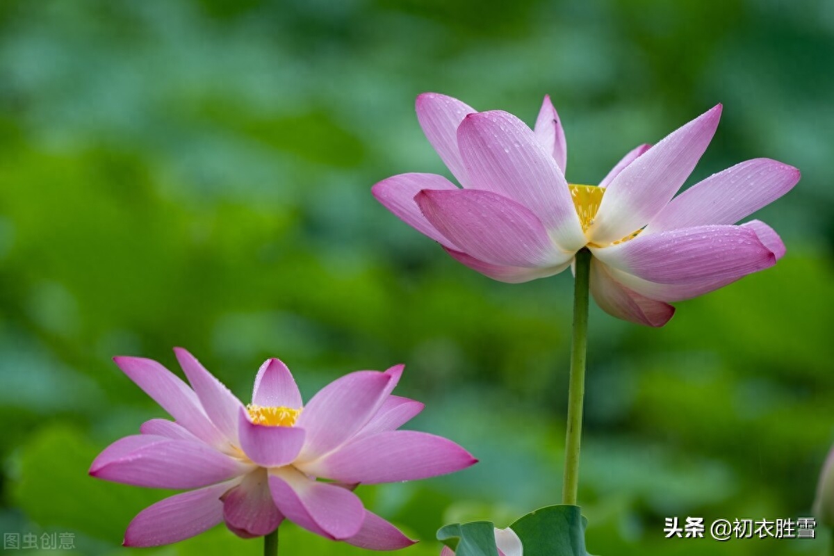 关于荷花唯美诗词赏析（王维荷花诗五首）