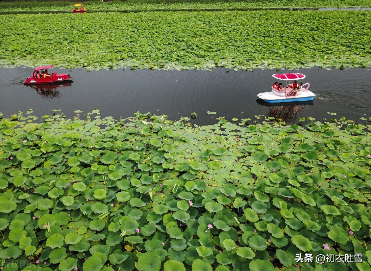 壮美荷塘五首赏析（万柄荷花红绕路，红白芙渠千万朵）