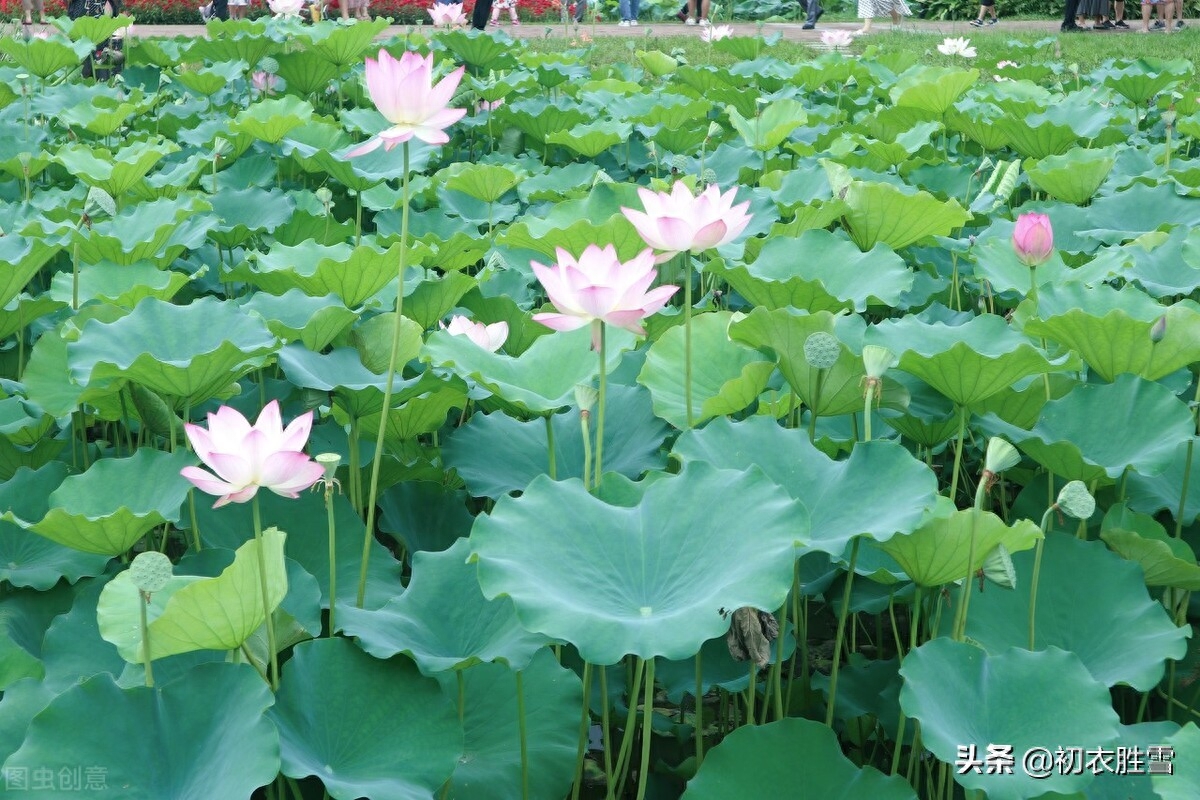 壮美荷塘五首赏析（万柄荷花红绕路，红白芙渠千万朵）