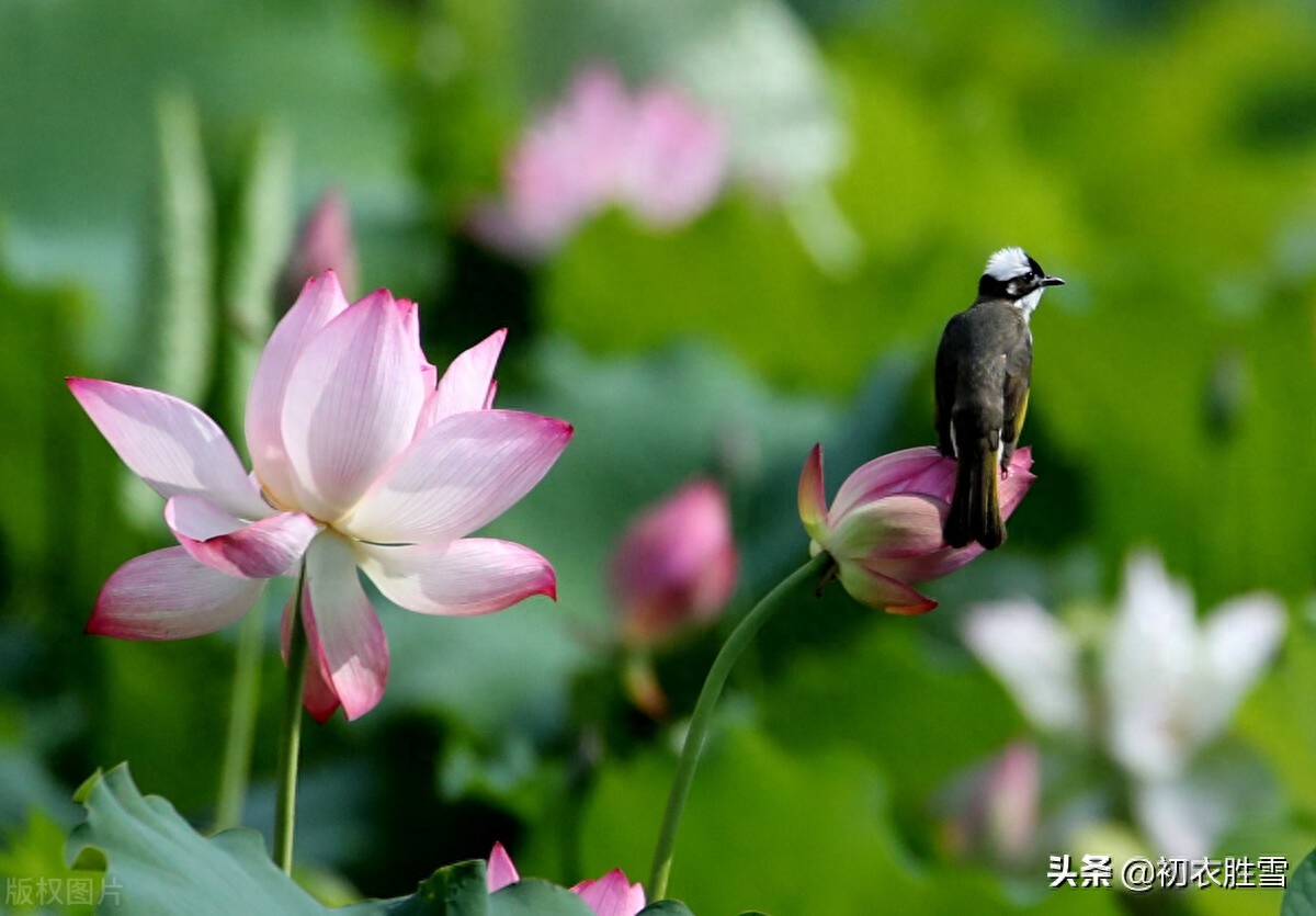 壮美荷塘五首赏析（万柄荷花红绕路，红白芙渠千万朵）