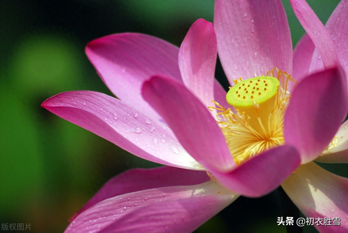 荷花唯美诗词大全（雨露荷花七首鉴赏）