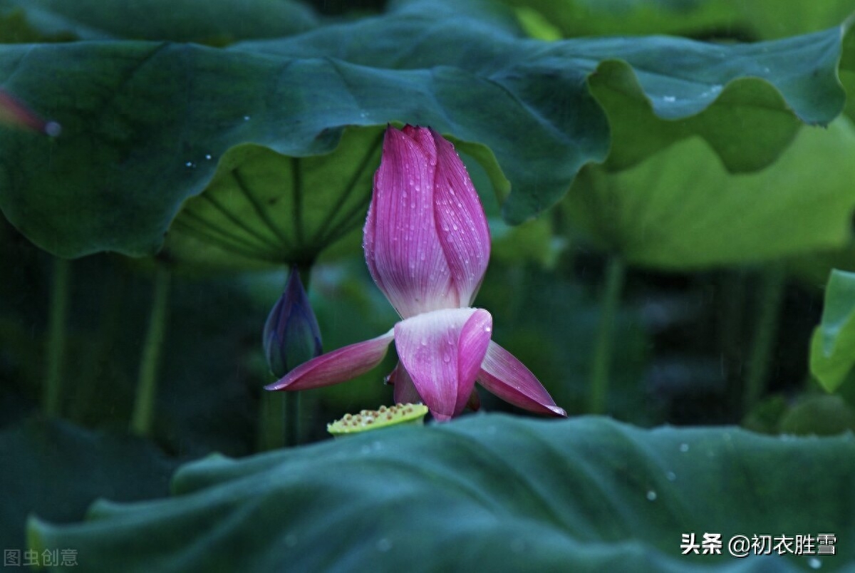 荷花唯美诗词大全（雨露荷花七首鉴赏）