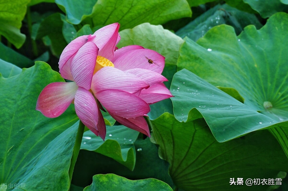 荷花唯美诗词大全（雨露荷花七首鉴赏）