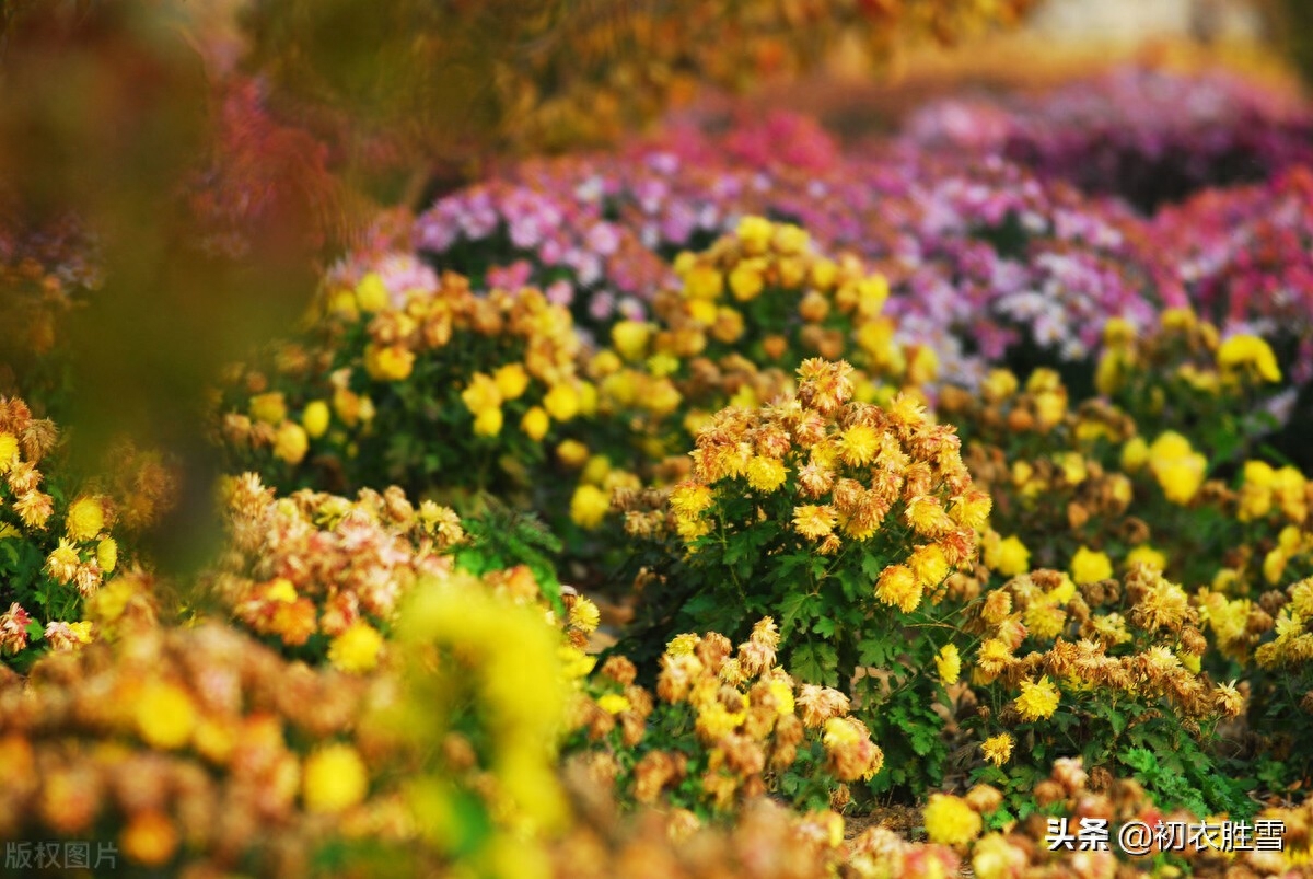 小雪节菊花古诗五首（寂寥小雪闲中过，残菊犹能傲霜雪）