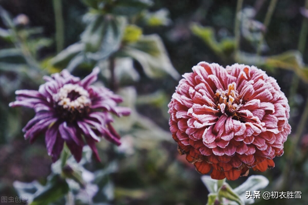 小雪节菊花古诗五首（寂寥小雪闲中过，残菊犹能傲霜雪）