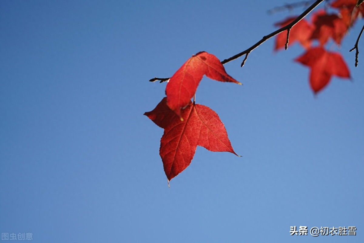 晚秋红叶黄花明丽诗词五首（红叶黄花三峡雨，高风亮节一天秋）