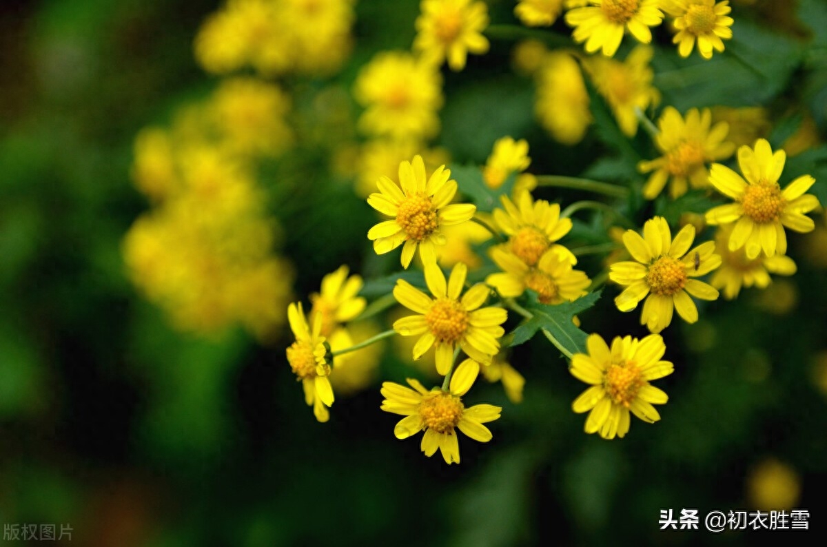 晚秋红叶黄花明丽诗词五首（红叶黄花三峡雨，高风亮节一天秋）