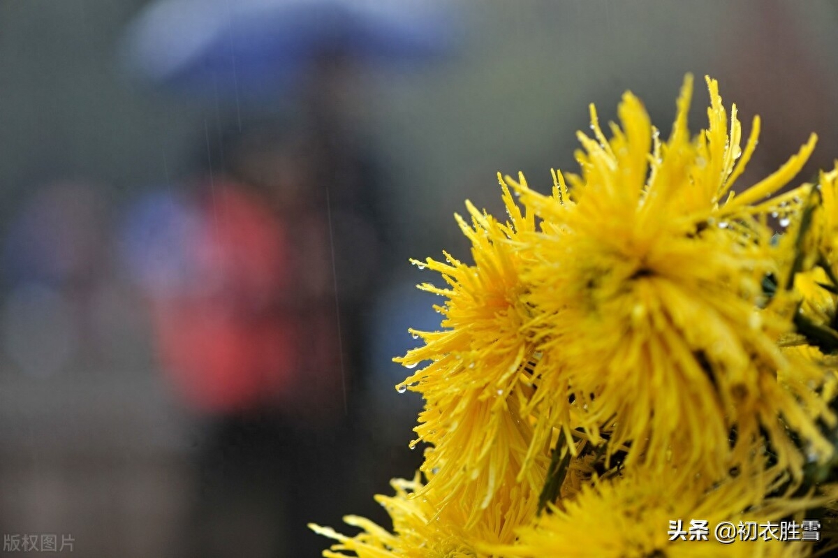 菊花诗词古句大全（秋雨菊花美诗五首）