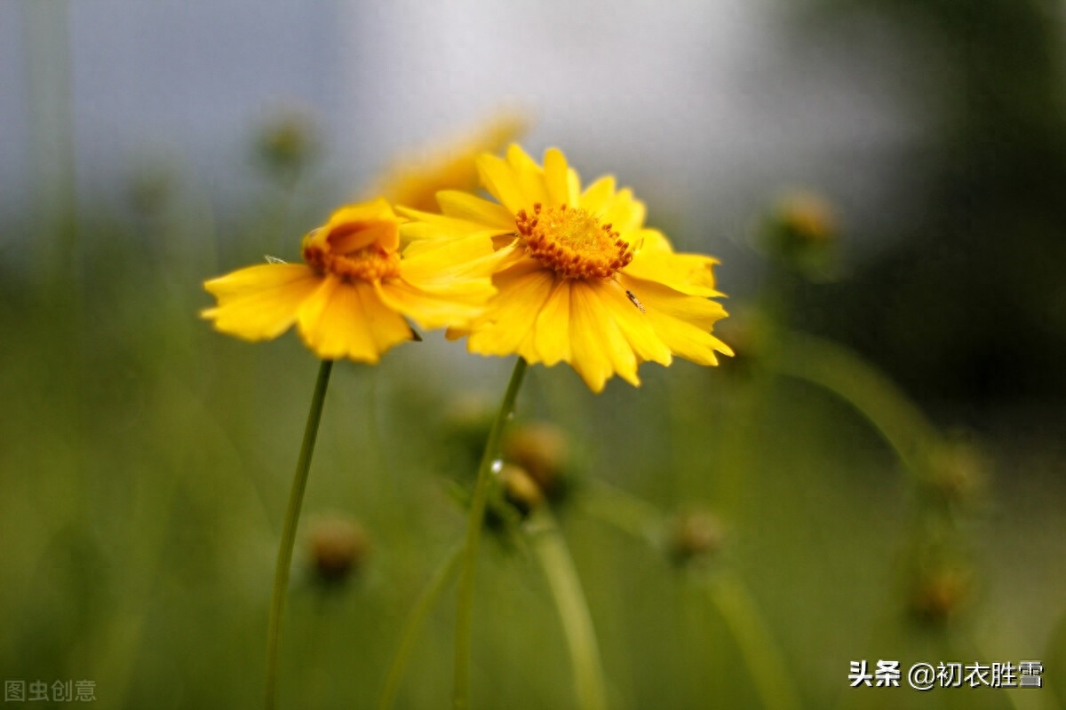 菊花诗词古句大全（秋雨菊花美诗五首）