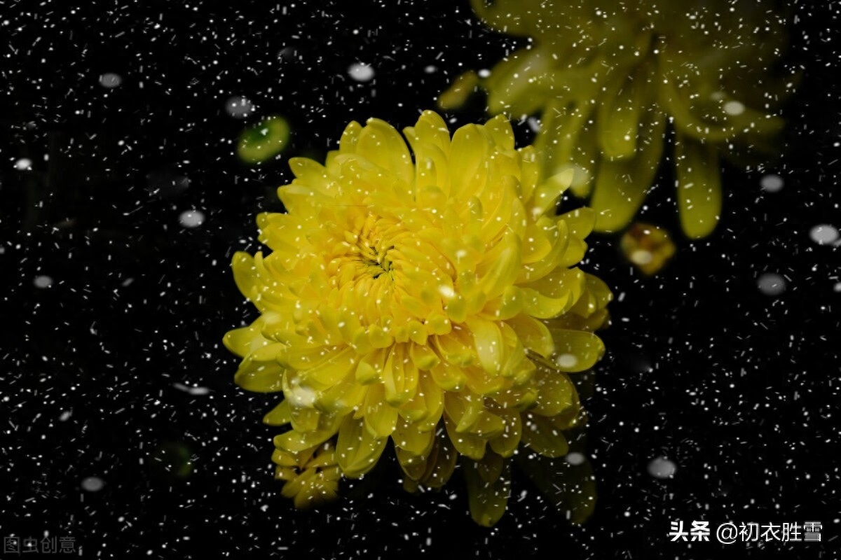 菊花诗词古句大全（秋雨菊花美诗五首）