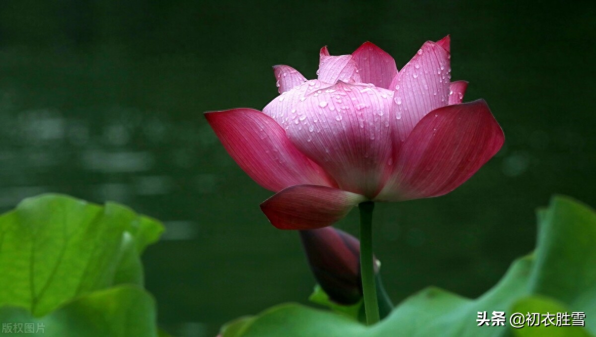 晚夏唯美古诗五首（一夜雨声凉到梦，万荷叶上送秋来）