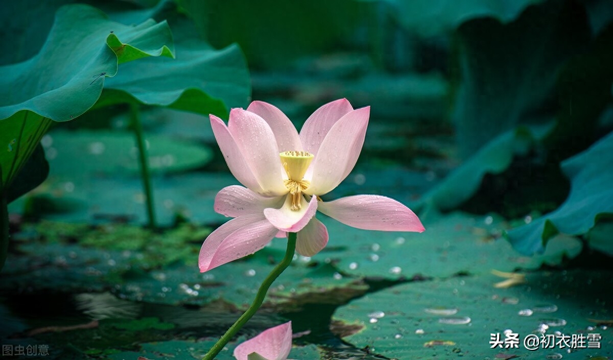 晚夏唯美古诗五首（一夜雨声凉到梦，万荷叶上送秋来）