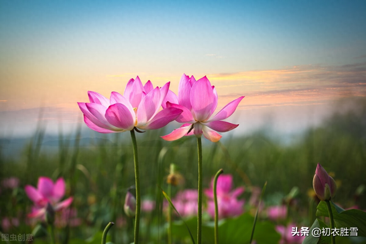 晚夏唯美古诗五首（一夜雨声凉到梦，万荷叶上送秋来）