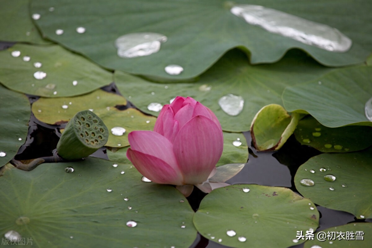 晚夏唯美古诗五首（一夜雨声凉到梦，万荷叶上送秋来）