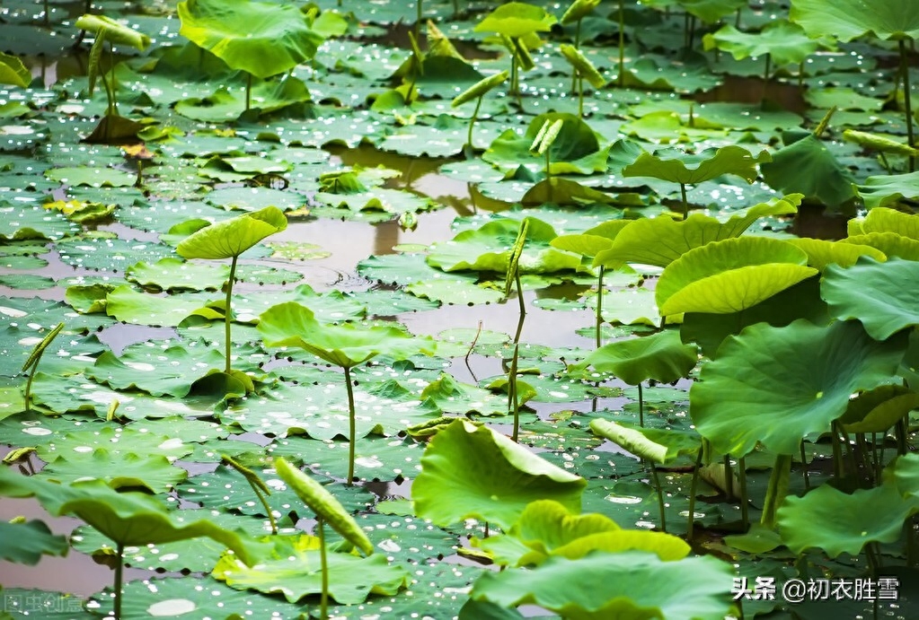 晚夏唯美古诗五首（一夜雨声凉到梦，万荷叶上送秋来）