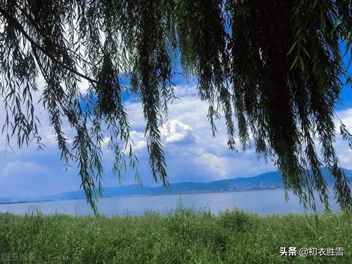 夏柳唯美诗词七首（柳叶翻风罗带绿，柳丝和叶卧清流）