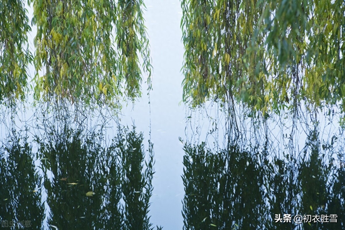 夏柳唯美诗词七首（柳叶翻风罗带绿，柳丝和叶卧清流）