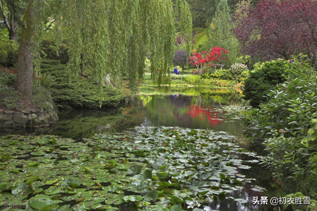 夏柳唯美诗词七首（柳叶翻风罗带绿，柳丝和叶卧清流）