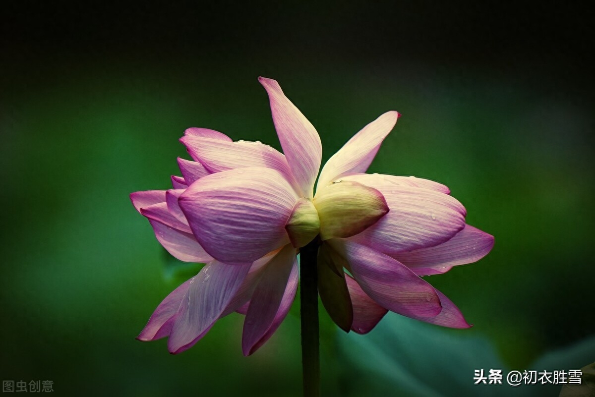 并蒂莲花诗词七首鉴赏（露湿红芳双朵重，并蒂芙蓉本自双）