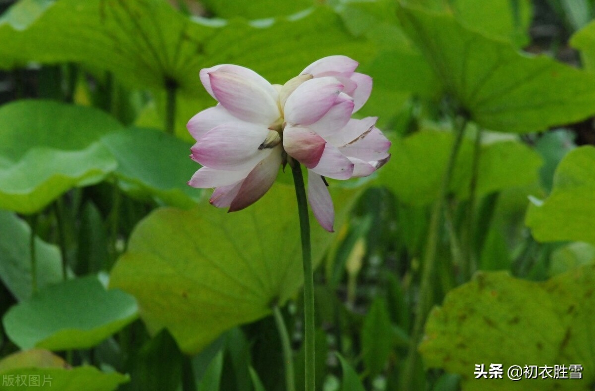 并蒂莲花诗词七首鉴赏（露湿红芳双朵重，并蒂芙蓉本自双）