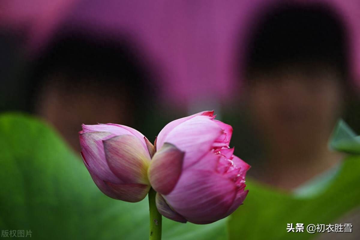 并蒂莲花诗词七首鉴赏（露湿红芳双朵重，并蒂芙蓉本自双）