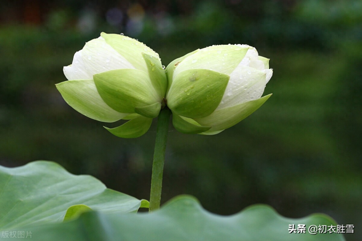 并蒂莲花诗词七首鉴赏（露湿红芳双朵重，并蒂芙蓉本自双）