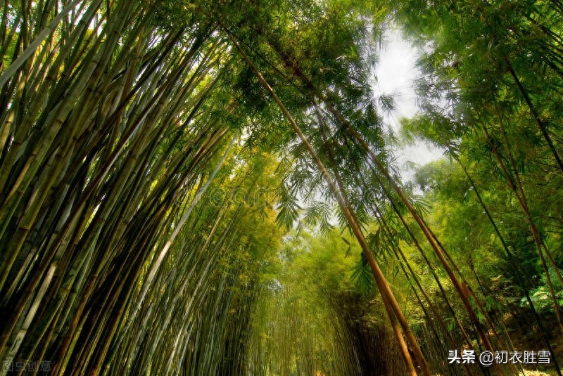 竹里清凉夏日竹诗七首（坐销三伏景，水拥竹千竿）