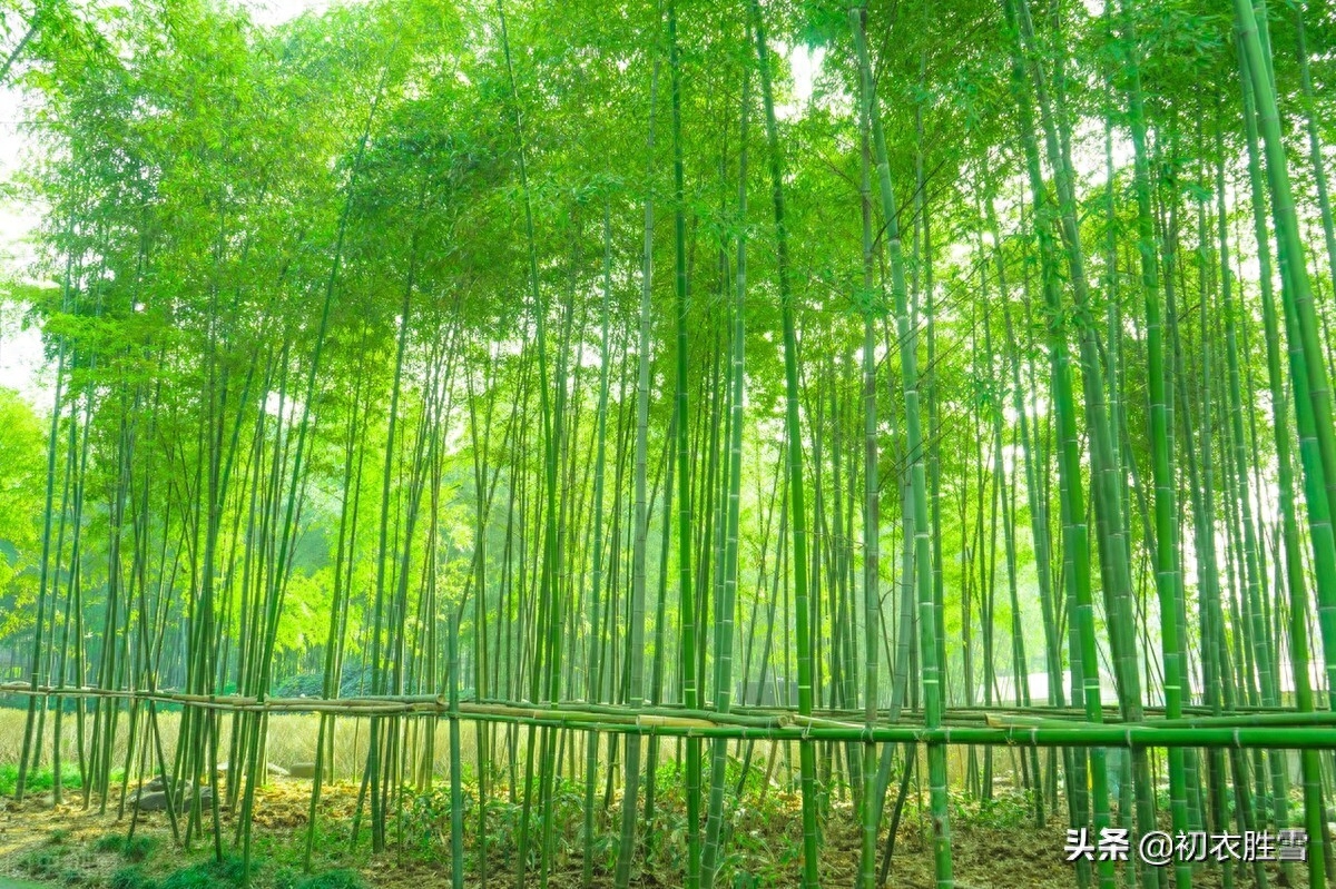 竹里清凉夏日竹诗七首（坐销三伏景，水拥竹千竿）