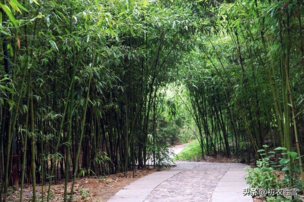 竹里清凉夏日竹诗七首（坐销三伏景，水拥竹千竿）