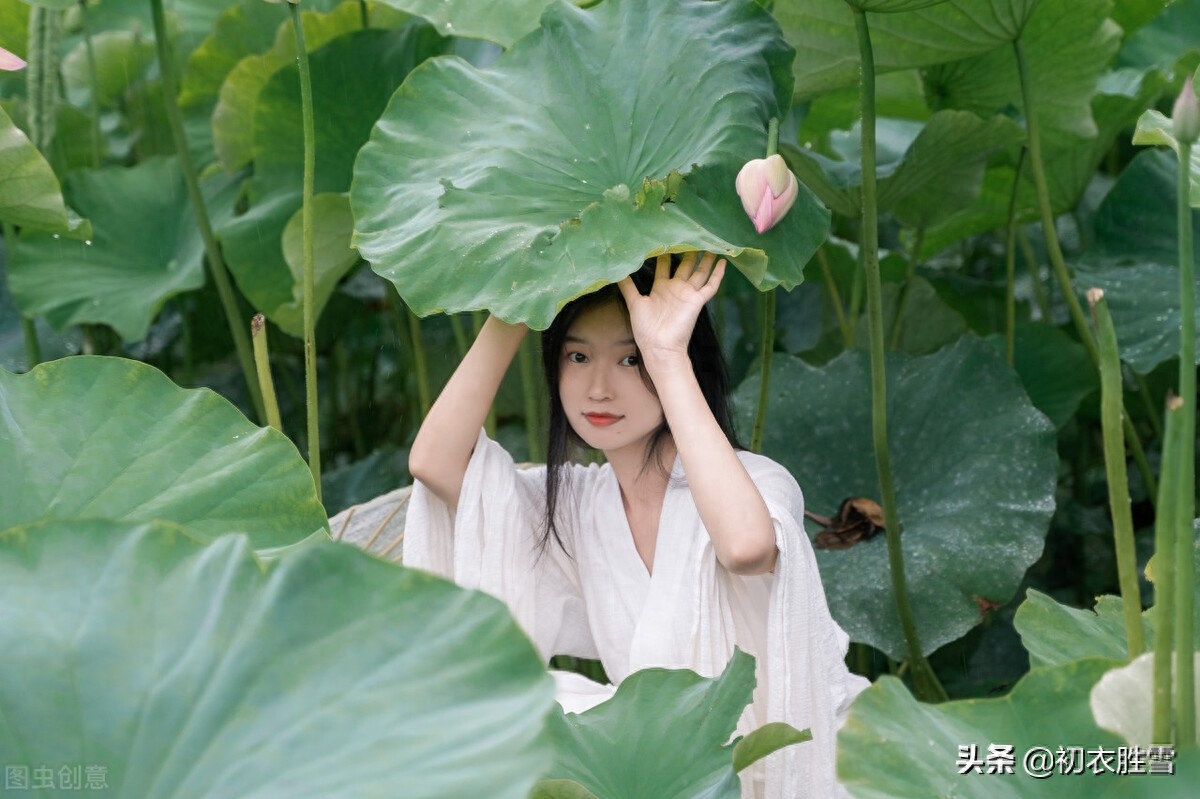 唯美采莲情诗12首赏析（一花与一叶，开花叶正圆）