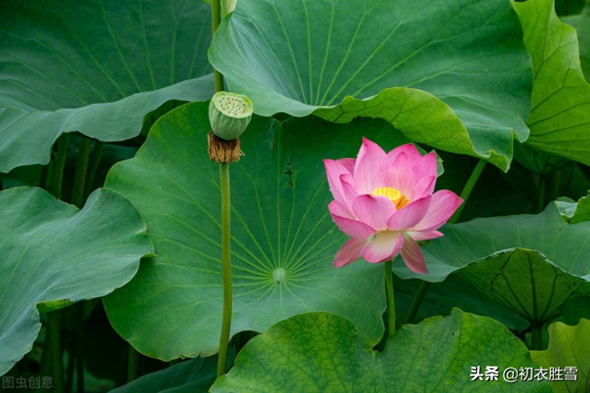 荷叶美诗六首鉴赏（爱莲尽爱花，而我独爱叶）