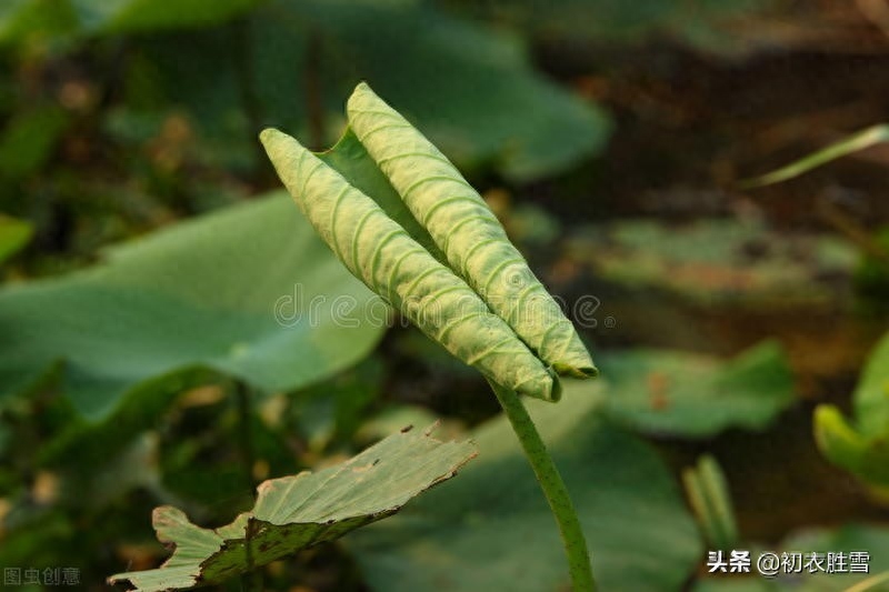 荷叶美诗六首鉴赏（爱莲尽爱花，而我独爱叶）