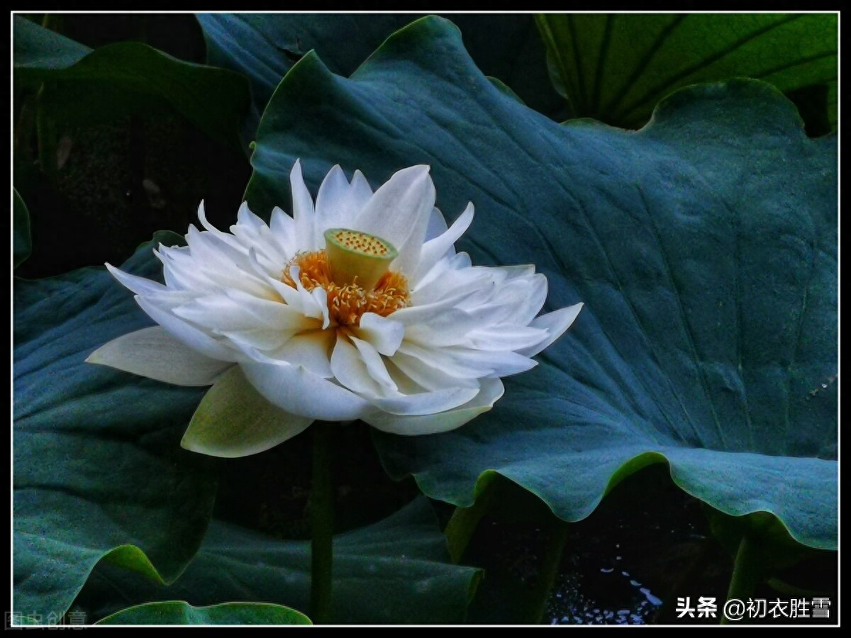 白荷花古诗六首赏析（白白芙蓉花，捧出碧波心）