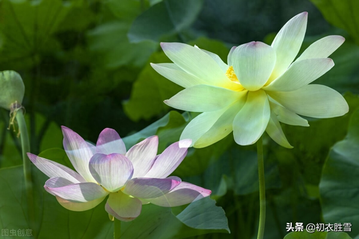 白荷花古诗六首赏析（白白芙蓉花，捧出碧波心）