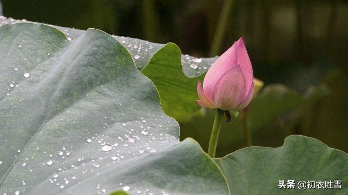 张爱玲清新荷花诗词赏析（声如羯鼓催花发，带雨莲开第一枝）