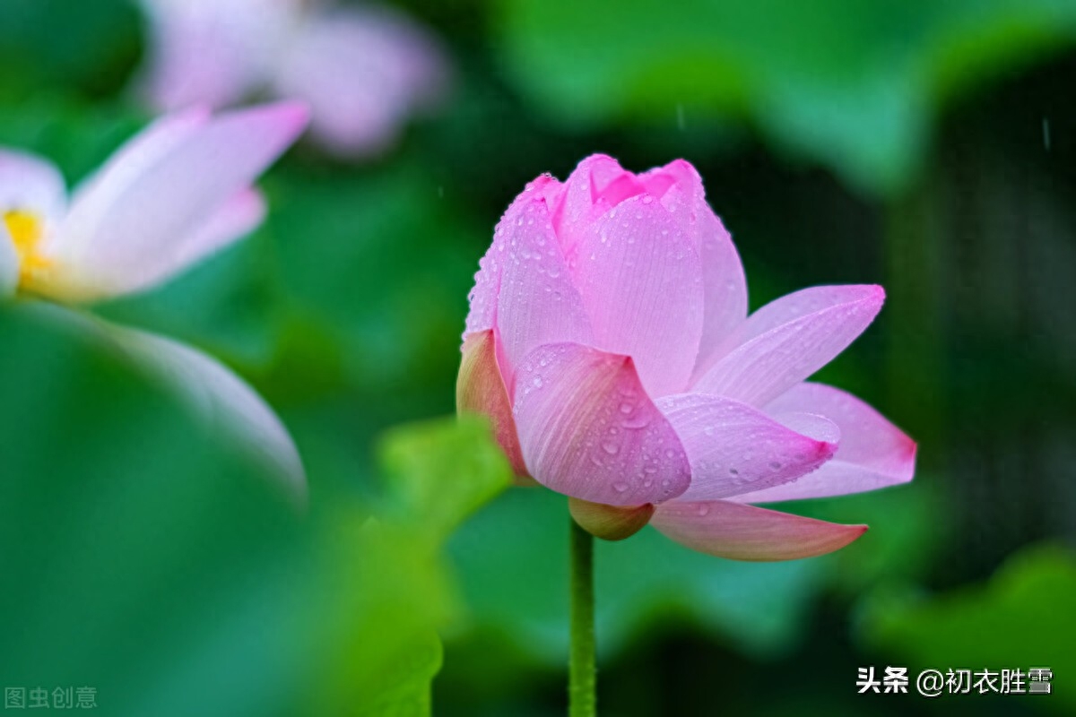 张爱玲清新荷花诗词赏析（声如羯鼓催花发，带雨莲开第一枝）