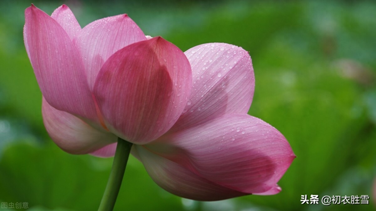 张爱玲清新荷花诗词赏析（声如羯鼓催花发，带雨莲开第一枝）