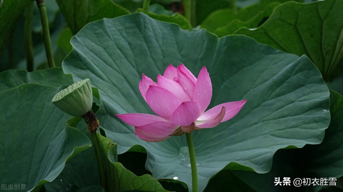 张爱玲清新荷花诗词赏析（声如羯鼓催花发，带雨莲开第一枝）